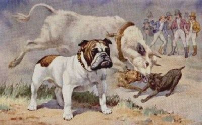  The Bulldog is a brave beast of a dog that was originally used in bullbaiting